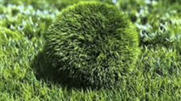 دانلود پروژه لوگو آماده در افترافکت Bouncy Grass Ball Logo Reveal