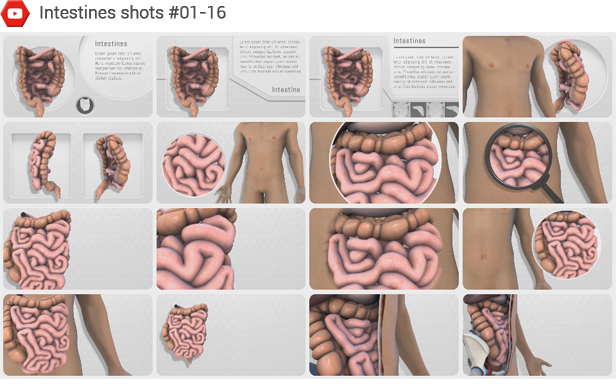 human-body-anatomy-19