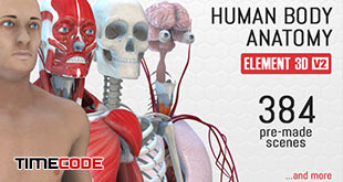 human-body-anatomy