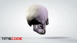 دانلود رایگان فوتیج جمجمه انسان 3D Anatomical Model Rotating Human Skull