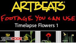 دانلود رایگان استوک فوتیج تایم لپس گل ARTBEATS – Timelapse Flowers 1 SD