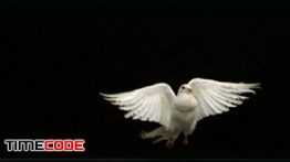 دانلود فوتیج پرواز کبوتر با قابلیت بلندینگ White Dove Of Peace Flying