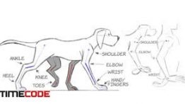 آموزش انیمیشن دو بعدی : راه رفتن حیوانات 2D Animation: Animal Walk Cycles