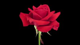 دانلود فوتیج باز شدن گل رز Opening of Red Rose