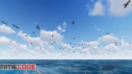 دانلود استوک فوتیج : پرواز پرنده ها روی دریا Bird Fly Over The Sea