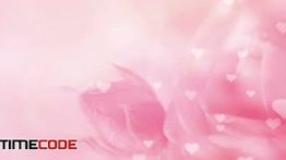 دانلود استوک فوتیج : گل رز و قلب Pink Rose And Hearts Background
