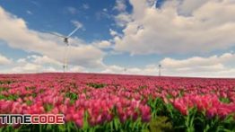 دانلود استوک فوتیج : گل زار و توربین بادی Windmills And Field Of Tulip Flowers
