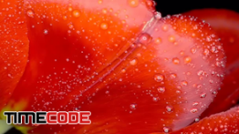 دانلود استوک فوتیج : گل لاله قرمز Red Tulip