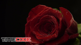 دانلود استوک فوتیج :  گل رز  Red Rose With Dewdrops Falling