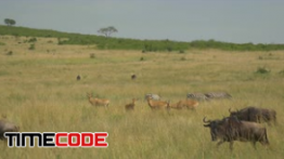 دانلود استوک فوتیج : حیوانات وحشی در طبیعت Wild animals in African safari