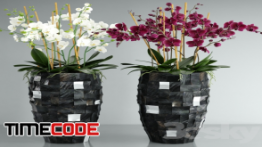 دانلود مدل آماده سه بعدی : گلدان Orchid 6