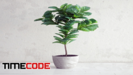دانلود مدل آماده سه بعدی : گل و گیاه Ficus Lyrata – Interior Plant