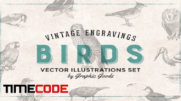 دانلود وکتور پرنده Birds Engravings Set