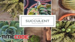 دانلود تصاویر استوک کاکتوس Savory Succulent