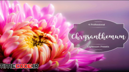 دانلود پریست لایت روم : گل داوودی Chrysanthemum Lr Presets