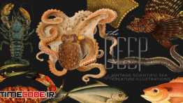 دانلود وکتور تصویر سازی از دنیای زیر آب The Deep Sea Creature Illustrations