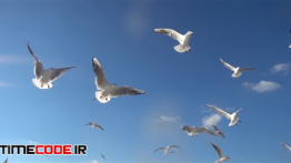 دانلود استوک فوتیج : پرواز پرنده ها Birds Flying In The Sky