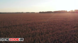 دانلود استوک فوتیج : مزرعه گندم در غروب خورشید Corn Field At Sunset