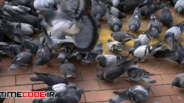 دانلود استوک فوتیج : دسته کفتر ها در حال خوردن دانه Flock Of Pigeons Feeding