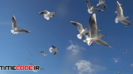 دانلود استوک فوتیج : پرواز مرغان دریایی Flying Seagulls