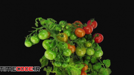 دانلود استوک فوتیج : گوجه فرنگی گیلاسی Green Tomato Fruits Ripening
