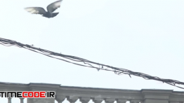 دانلود استوک فوتیج : پرواز کبوتر از روی کابل برق Pigeon Taking Off