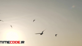 دانلود استوک فوتیج : پرواز پرده ها در طلوع خورشید Seagulls At Sunrise