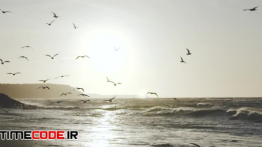 دانلود استوک فوتیج : پرواز مرغان دریایی در ساحل دریا Sunrise Seagulls