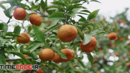 دانلود استوک فوتیج : درخت نارنگی Tangerine Tree