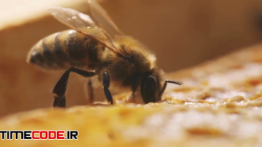 دانلود استوک فوتیج : زنبور عسل Bee Making Honey