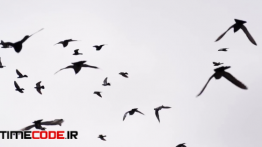 دانلود استوک فوتیج : پرواز پرنده ها Birds