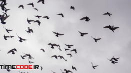دانلود استوک فوتیج : پرواز پرنده Birds