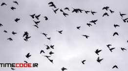 دانلود استوک فوتیج : پرواز پرندگان Birds Flying In Circles