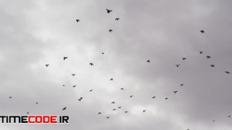 دانلود استوک فوتیج : پرواز پرندگان در آسمان Birds Flying In Slow Motion