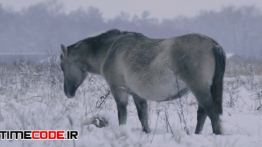 دانلود استوک فوتیج : اسب در برف Horse On A Snowy Field