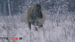 دانلود استوک فوتیج : اسب وحشی Wild Horse