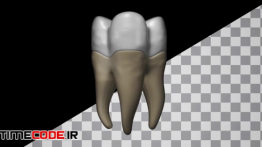 دانلود فوتیج موشن گرافیک : دندان Rotating Molar