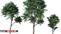 دانلود مدل آماده سه بعدی : درخت Fraxinus Excelsior