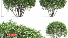 دانلود مدل آماده سه بعدی : درخت Ligustrum Shining Biryuchina