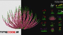دانلود مجموعه فوتیج گل آلفا 3D Flowering Plants Pack 02