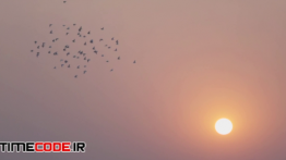 دانلود استوک فوتیج : پرواز پرندگان در هنگام طلوع آفتاب Birds Flying During Sunrise