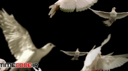دانلود استوک فوتیج : پرواز کبوتر آلفا Flock Of White Doves – Alpha Matte