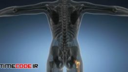 دانلود فوتیج اسکن آناتومی استخوان لگن Hip Bones Anatomy Medical Scan