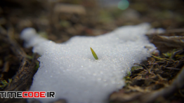 دانلود استوک فوتیج : آب شدن برف از روی گیاه Snow Grass