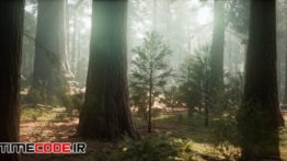 دانلود استوک فوتیج : طلوع خورشید در اعماق جنگل