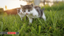 دانلود استوک فوتیج : بچه گربه Three Cute Kittens Walking On The Grass