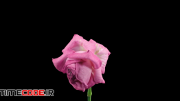 دانلود تایم لپس باز شدن گل رز Time-lapse Of Dying Pink Aqua Rose