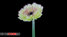 دانلود تایم لپس باز شدن گل Time-lapse Of Growing A Flower
