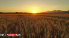 دانلود استوک فوتیج : مزرعه در طلوع خورشید  Golden Wheat Field At Sunrise