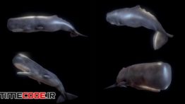 دانلود مدل آماده سه بعدی : حیوانات دریایی Low Poly Fish Collection Animated Pack 3